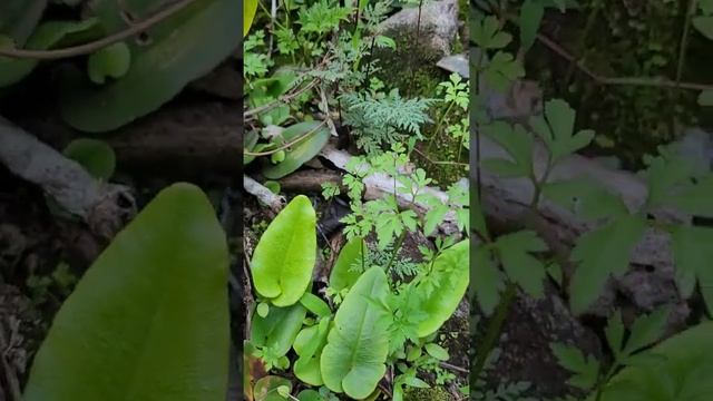 Ferns -Hemionitis arifolia смотреть онлайн