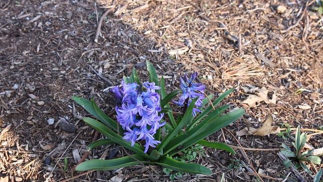 Hyacinth (Hyacinthus orientalis) - Plant Identification смотреть онлайн