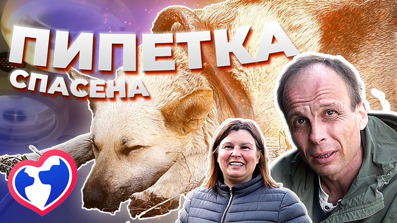 Первая БЕСПЛАТНАЯ Вет. Санчасть | Очередное спасение собаки