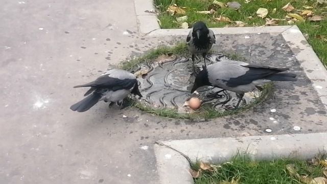 Вороны, яйцо и борьба за ранг / Hooded crows, chicken egg and a struggle for dominance смотреть онлайн