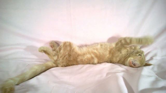 Моисей, мальчик мейн кунчик смотреть онлайн