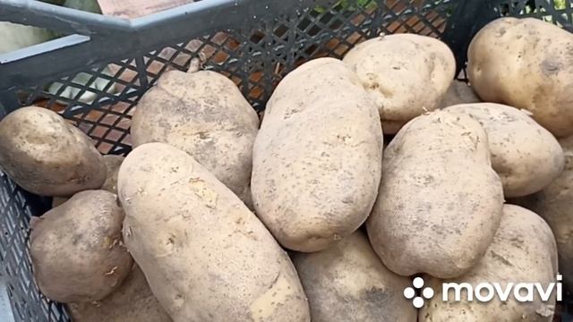 ПРОДАЖА НАСТОЯЩЕГО КАРТОФЕЛЯ СЫНОК // КОЛЛЕКЦИЯ ЛИПАТОВОЙ АНАСТАСИИ//ВАЦАП 8-915-245-81-59 ПИСЬМЕНН смотреть онлайн