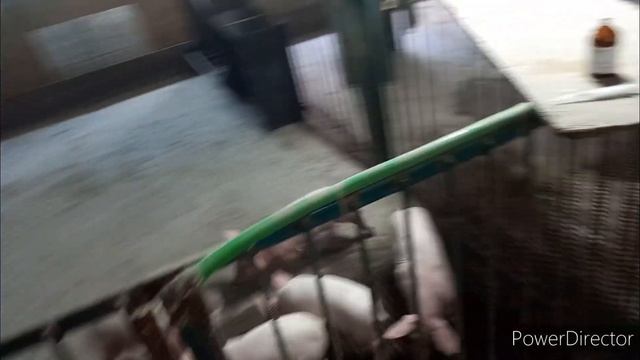 Головний продукт ?? села. Дворовые свиньи, как и зачем это делаю. Никого не продаю смотреть онлайн