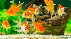 Аквариумные рыбки - толкование сонника