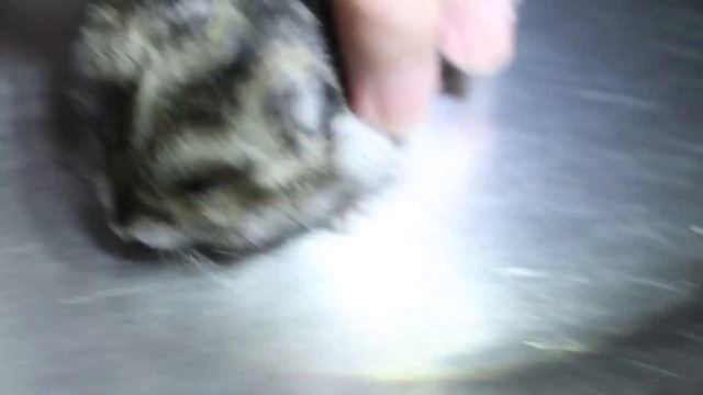 An 18-month-old dwarf hamster has multiple skin warts. 1/3 смотреть онлайн