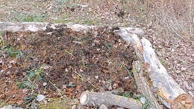 Посадка Чеснока в Мульчу Пермакультурным Методом :-)) смотреть онлайн