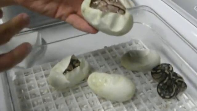 Cutting ball pythons eggs! Did I get a Lesser Bee? смотреть онлайн