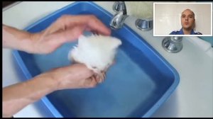 КАК КУПАТЬ КОТЕНКА ПЕРВЫЙ РАЗ ВИДЕО ИНСТРУКЦИЯ