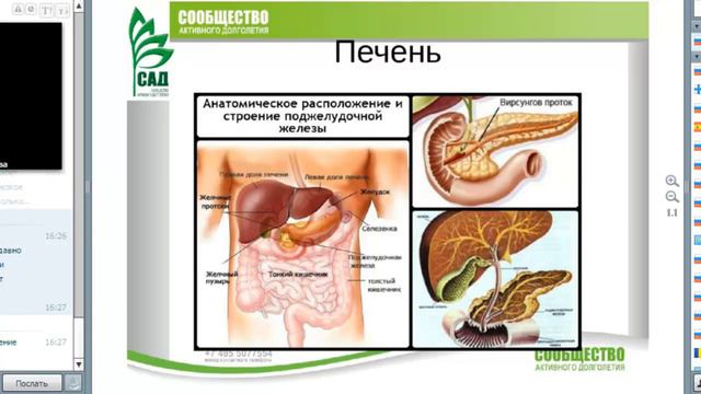 САД Воздействие ФЛУРЕВИТОВ на желчный пузырь Вебинар доктора Севостьянова Т И 21.04.2016 смотреть онлайн