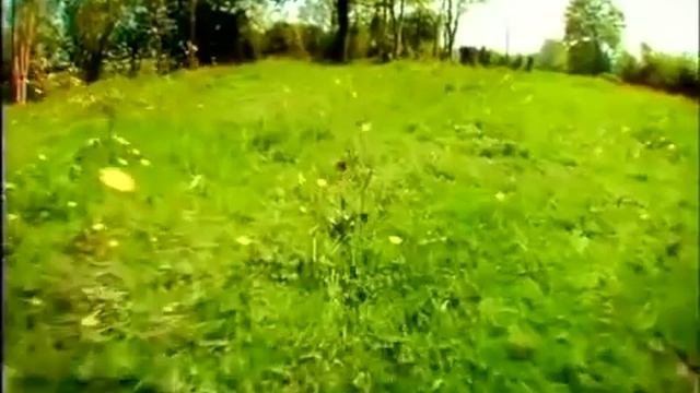 Minuscule - Божья коровка смотреть онлайн