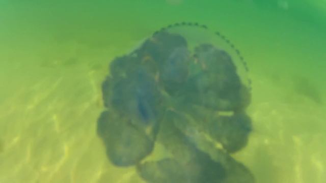 Черноморские медузы, часть 1 смотреть онлайн