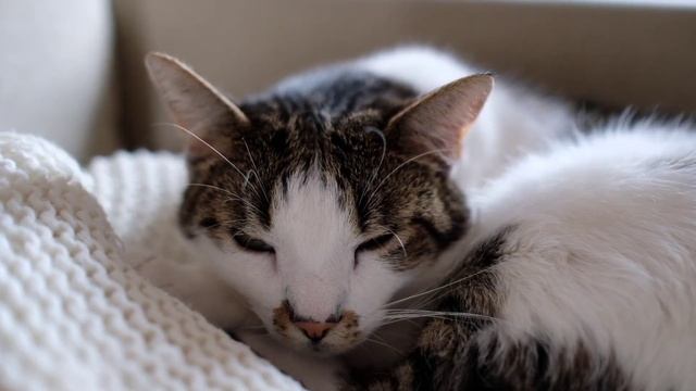 Soothing Music For Cats In Pain | Help Keep Your Cat Stress Free | Help My Cat Sleep смотреть онлайн
