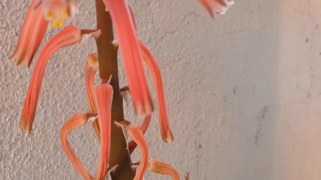 aloe veriegata - tiger aloe - succulent flower - sukulent çiçeği смотреть онлайн