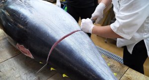 Разделка гигантского тунца