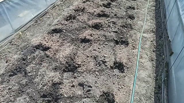 посадка рассады помидор в открытый грунт смотреть онлайн
