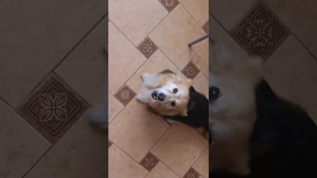 ЛЮТИК, ЖДАТЬ! 😁😁😁 смотреть онлайн