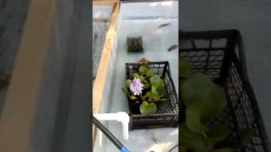 Расцвела эйхорния (водный гиацинт или водяной гиацинт)