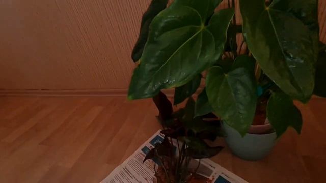 наращиваем корни антуриума в серамисе смотреть онлайн