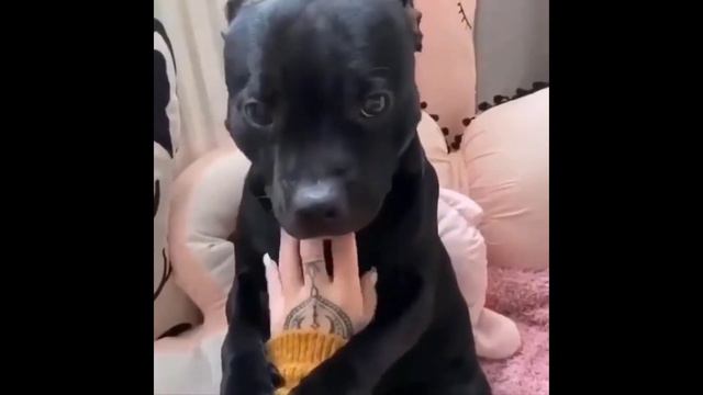Pitbulls Being Wholesome EP.18 | Funny and Cute Pitbull Compilation смотреть онлайн