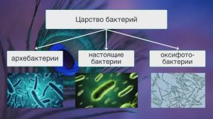 "Царство бактерий. Подцарство настоящие бактерии", Биология 7 класс, Сивоглазов.mp4