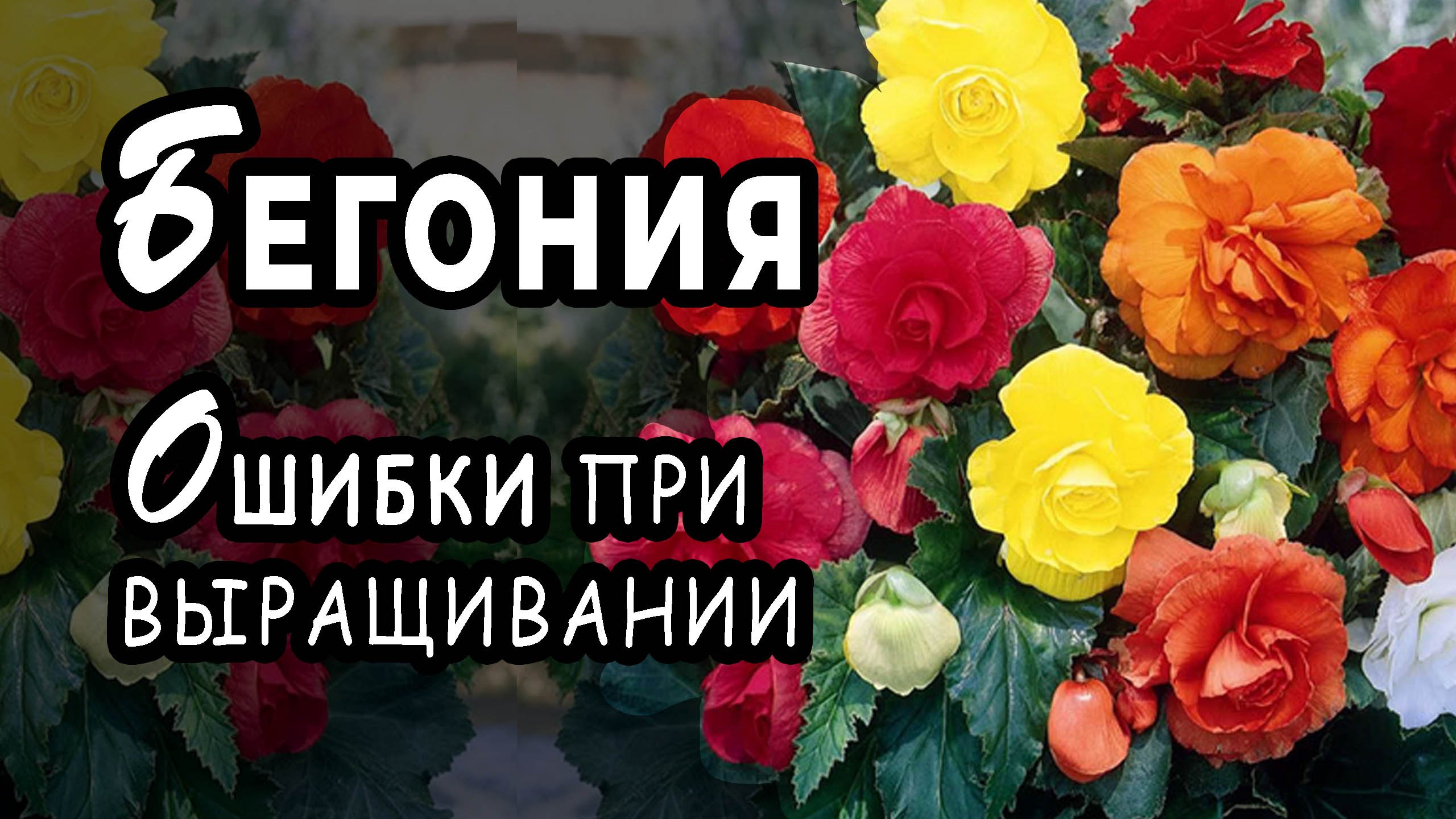 БЕГОНИЯ Какие ошибки можно допустить при выращивании бегонии смотреть онлайн