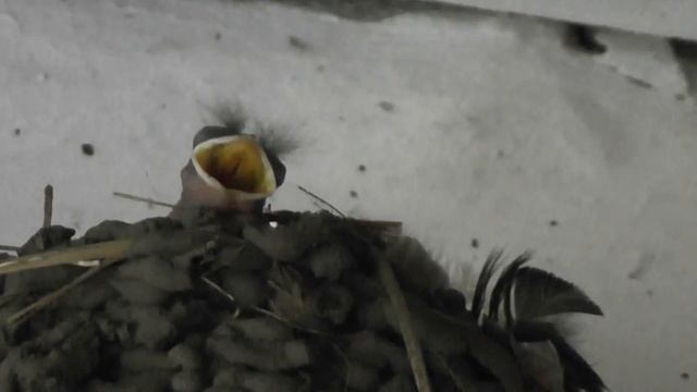 Птенец ласточки. смотреть онлайн