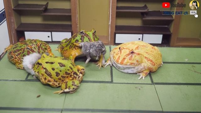 Pacman Frogs enjoy a hamster party смотреть онлайн