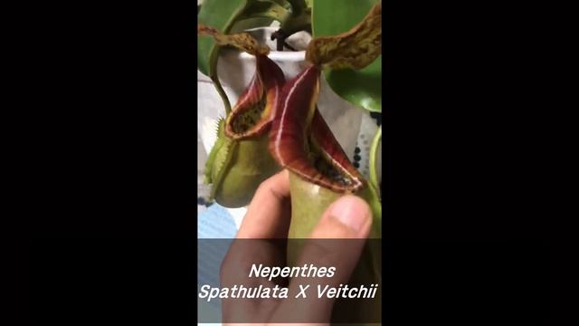 Nepenthes - Spathulata X Veitchii