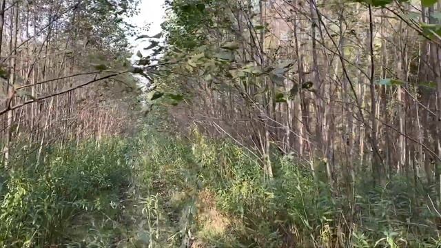 Как любят гулять Американские Акиты ! смотреть онлайн