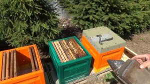 Пересадка пчелопакетов в ульи.mp4