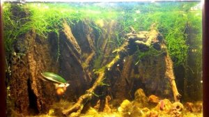 Жук плавунец в аквариуме 1