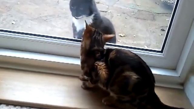 Кошка просится к жениху смотреть онлайн