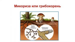 Протисты. Тема 9. Общая характеристика грибов. Шляпочные грибы и их многообразие