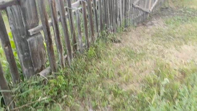 Мордовник, Синяк и другие медоносы. смотреть онлайн