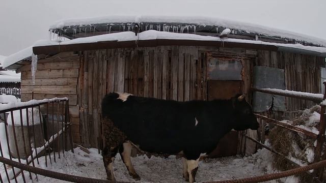 ВЫПУСТИЛИ МОЛОДОГО БЫКА НА РАЗМИНКУ ЗИМОЙ! смотреть онлайн