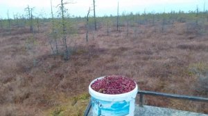 Сколько заработал на клюкве??? Заработок в деревне