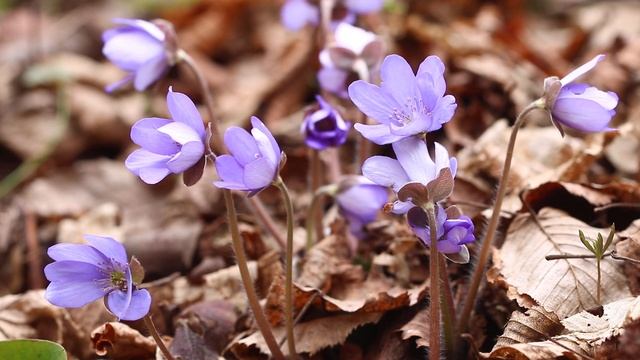 Przylaszczka pospolita (Hepatica nobilis Mill.) смотреть онлайн