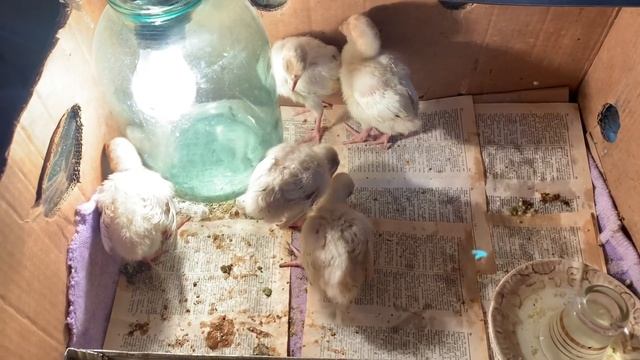 От 1-21 сутки индюшата Биг 6! Как вырастить индюшат до 3 недельного возврата ! Первые 20 дней !