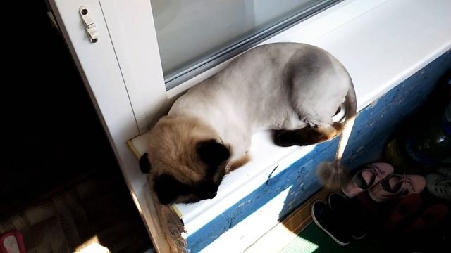 Стрижка кота? смотреть онлайн