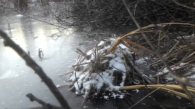 18 ноября 2020 г. Нашла зимнюю хатку ондатр. смотреть онлайн