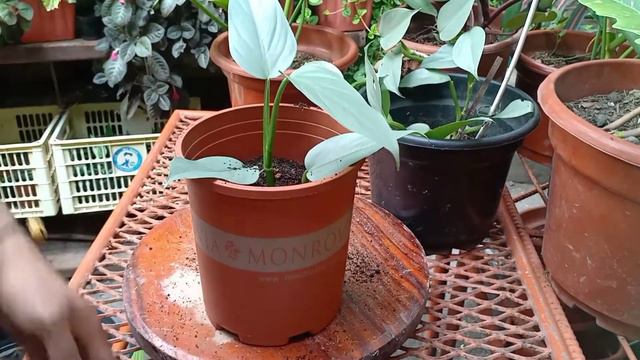 Philodendron hastatum/silver sword propagation. смотреть онлайн