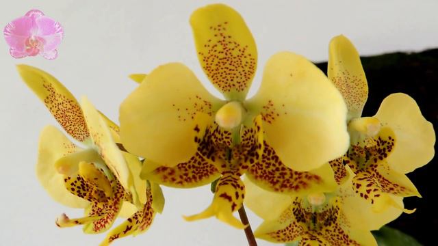 Phalaenopsis stuartiana var. nobilis , species orchid смотреть онлайн