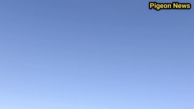 EXPERIMENT : 3 Голубки и 10 километров / The first Pigeon Experiment смотреть онлайн