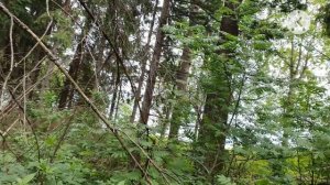 Хотите настоящий сруб из кело? Тогда Вы должны это знать!