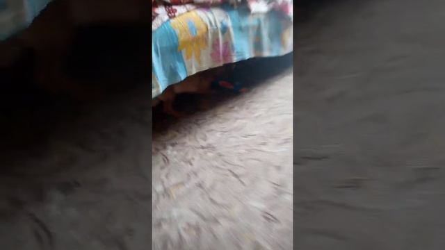 Щенок такса. Макс смотреть онлайн