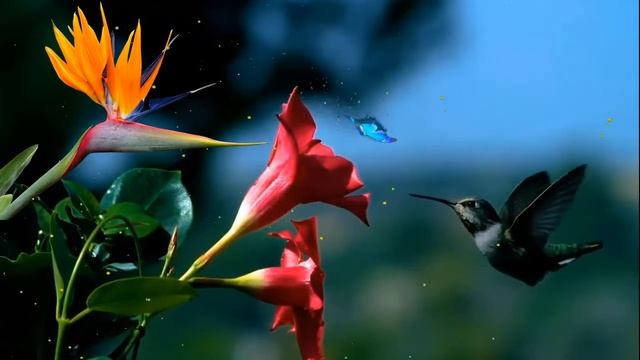 Футаж HD. ?Колибри и цветы? смотреть онлайн