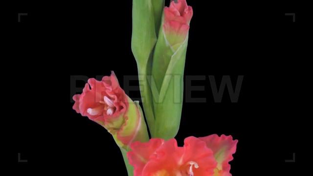 Hybrid Gladiolus Flowers Opening  Stock Video