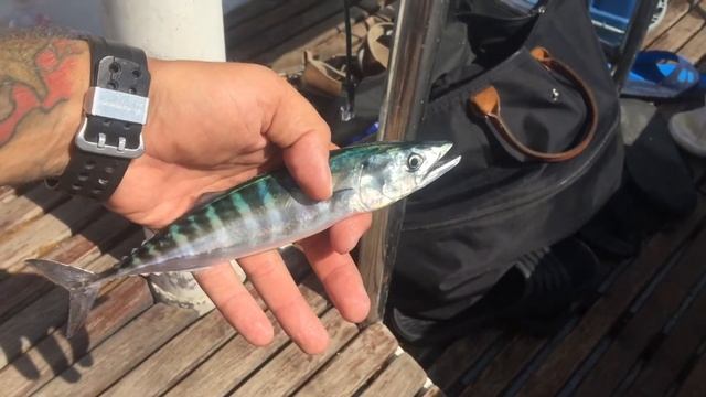 Черноморская пеламида смотреть онлайн