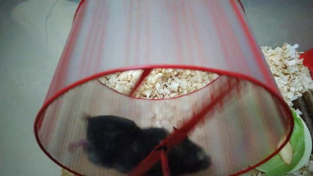 Russian hamster. Сирийский хомяк Василий. 햄스터 В погоне за мечтой. смотреть онлайн