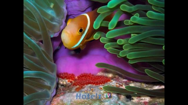 Gangehi Island Мальдивские острова купить тур смотреть онлайн